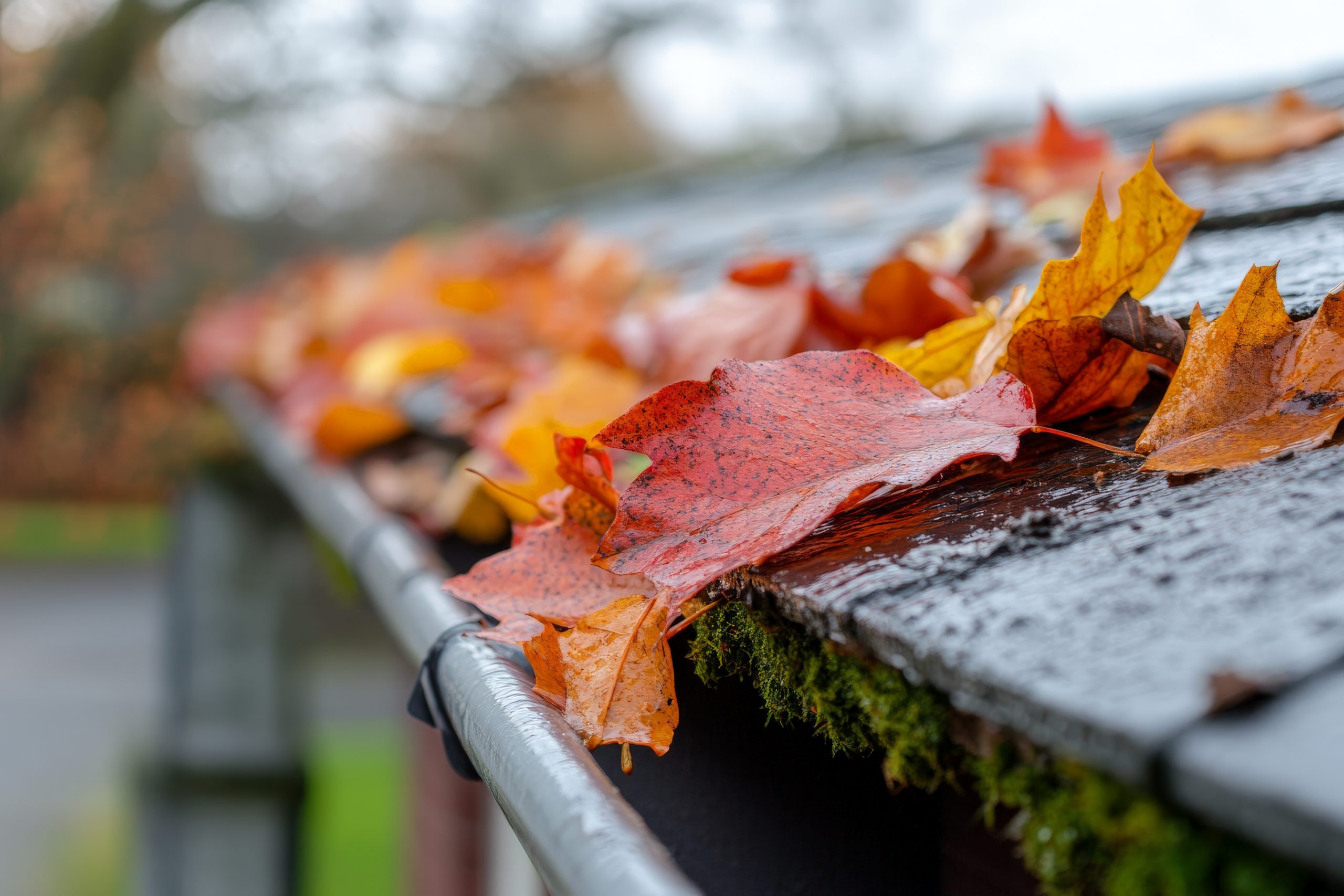 Close-up of a rain gutter filled with colorful autumn leaves, mainly orange and yellow. The leaves rest on a wooden roof with green moss visible on the edge. The background is blurred, indicating a shallow depth of field.